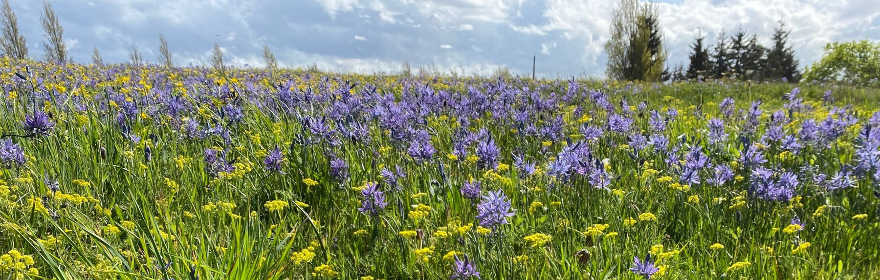 The Camas Lands - Northwest Meadowscapes