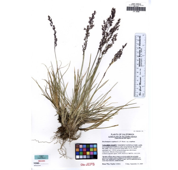 Native Grasses - Northwest Meadowscapes