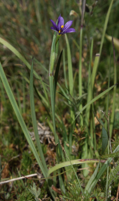 Blue Eyed Grass Seeds (Sisyrinchium idahoense) - Northwest Meadowscapes
