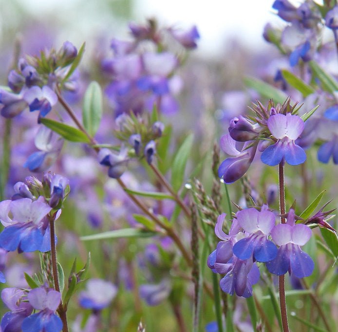 Blue-Eyed Mary Seeds (Collinsia grandiflora) - Northwest Meadowscapes