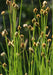 Chamisso Sedge Seeds (Carex pachystachya) - Northwest Meadowscapes