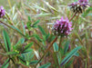 Foothill Clover Seeds (Trifolium cilolatum) - Northwest Meadowscapes