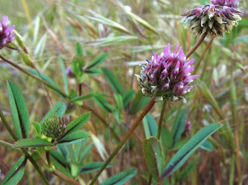 Foothill Clover Seeds (Trifolium cilolatum) - Northwest Meadowscapes