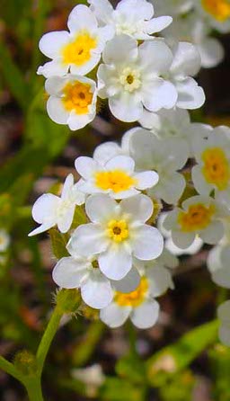 Fragrant Popcorn Flower Seeds (Plagiobothrys figuratus) - Northwest Meadowscapes
