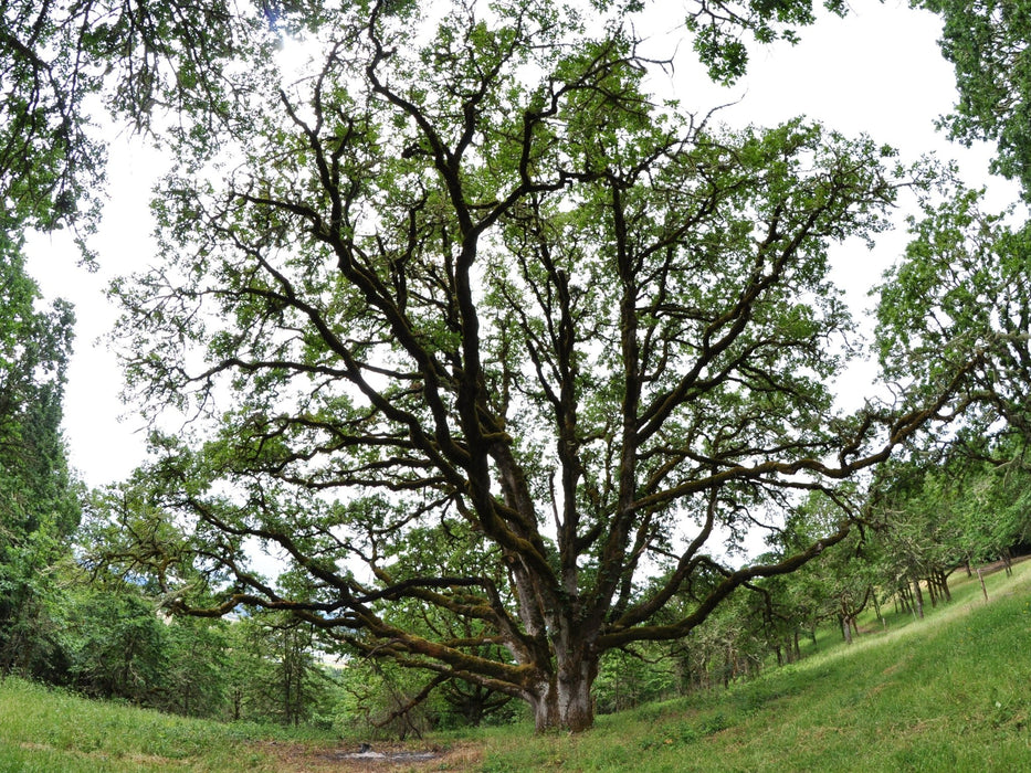 Garry Oak Acorns (Quercus garryana) - Northwest Meadowscapes