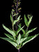 Lanceleaf Figwort (Scrophularia lanceolata) - Northwest Meadowscapes