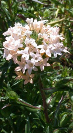 Large-Flowered Collomia Seeds (Collomia grandiflora) - Northwest Meadowscapes