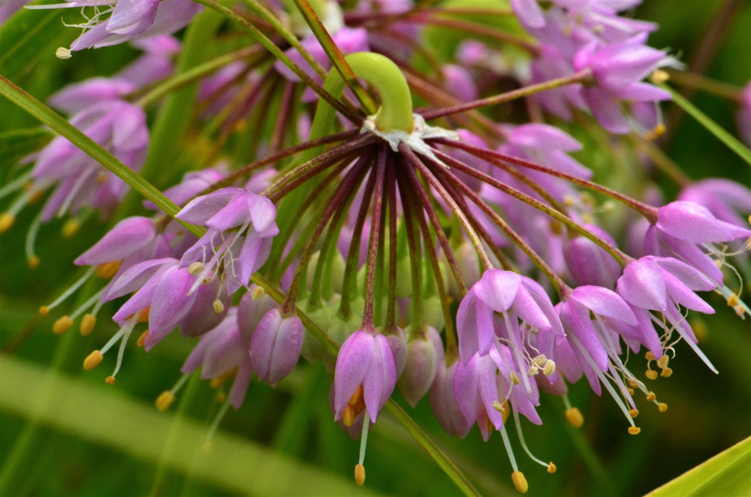 Nodding Pink Onion Seeds (Allium cernuum) - Northwest Meadowscapes