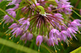 Nodding Pink Onion Seeds (Allium cernuum) - Northwest Meadowscapes