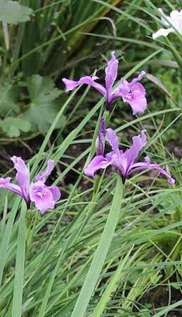 Oregon Iris Seeds (Iris tenax) - Northwest Meadowscapes