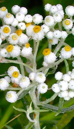Pearly Everlasting Seeds (Anaphalis margaritacea) - Northwest Meadowscapes
