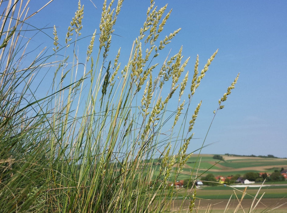 Prairie Junegrass Seeds (Koeleria macrantha) - Northwest Meadowscapes