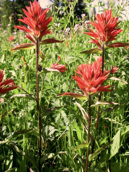 Red Paintbrush Seeds (Castilleja miniata) - Northwest Meadowscapes