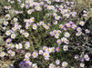 Showy Fleabane Seeds (Erigeron speciosus) - Northwest Meadowscapes