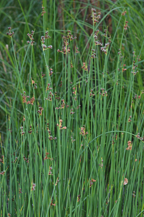 Softstem Bulrush Seeds (Schoenoplectus tabernaemontani) - Northwest Meadowscapes