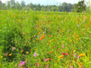 Spring-Seeding Meadow Mix - Northwest Meadowscapes