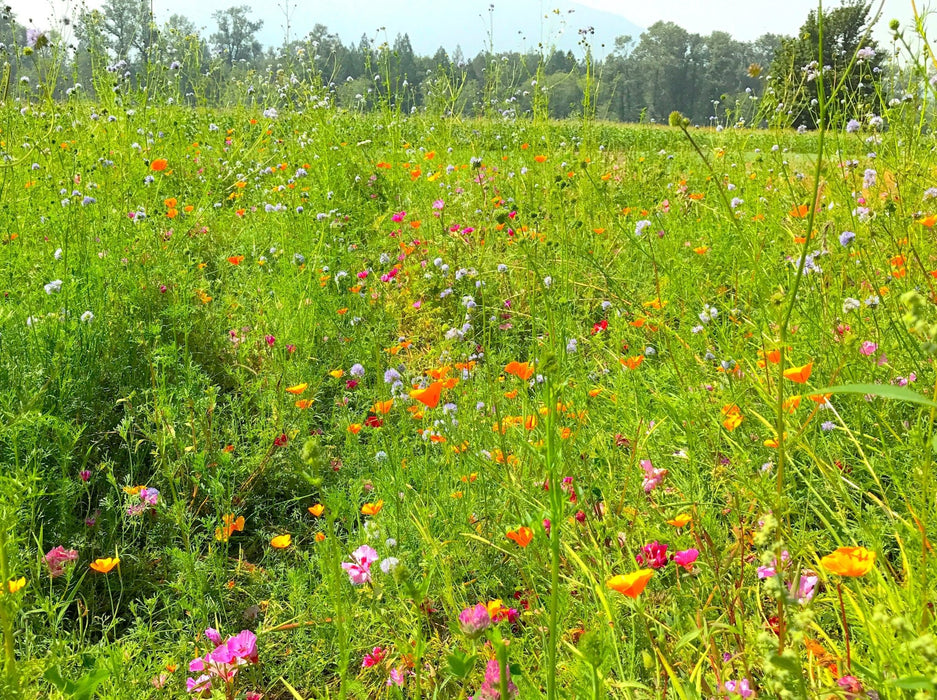 Spring-Seeding Meadow Mix - Northwest Meadowscapes