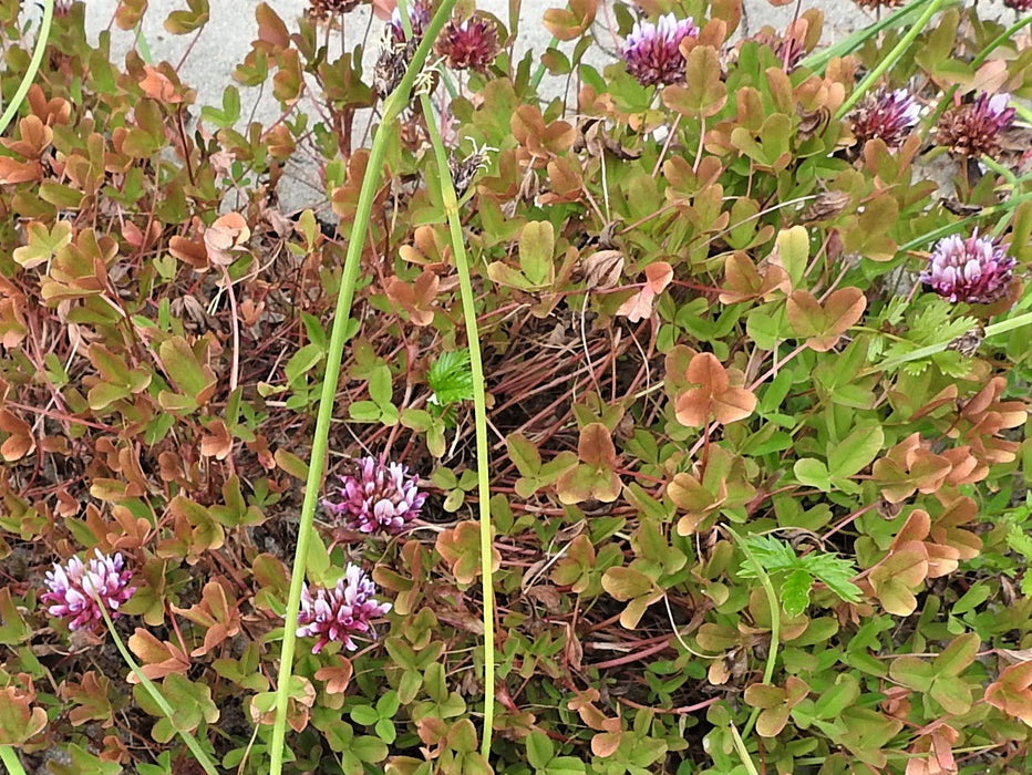 Springbank Clover Seeds (Trifolium wormskioldii)