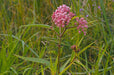 Swamp Milkweed Seeds (Asclepias incarnata) - Northwest Meadowscapes