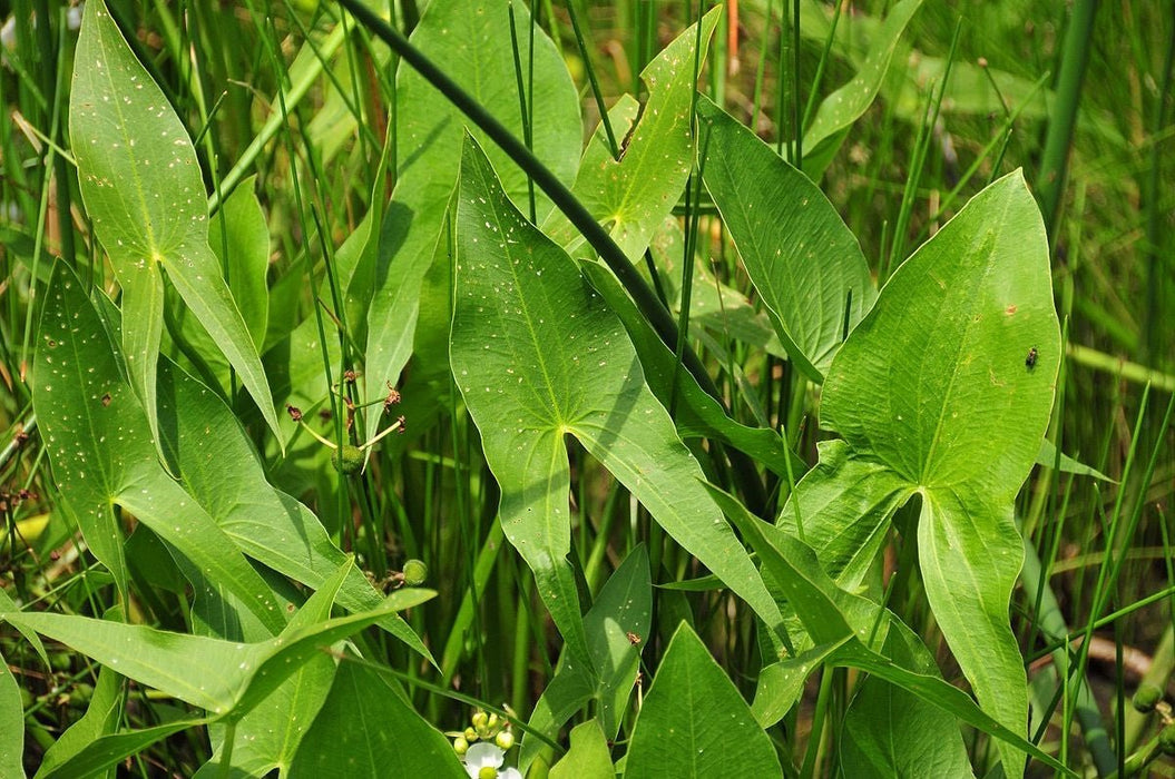 Wapato Seeds (Sagittaria latifolia)