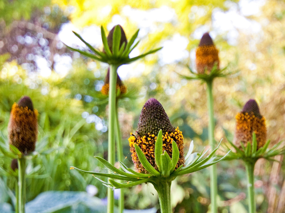 Western Coneflower Seeds (Rudbeckia occidentalis)