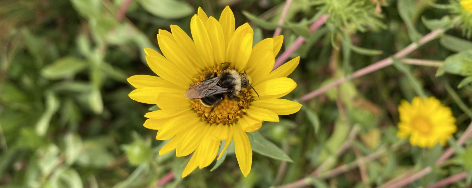 A Banner Year for Gumweed - Northwest Meadowscapes