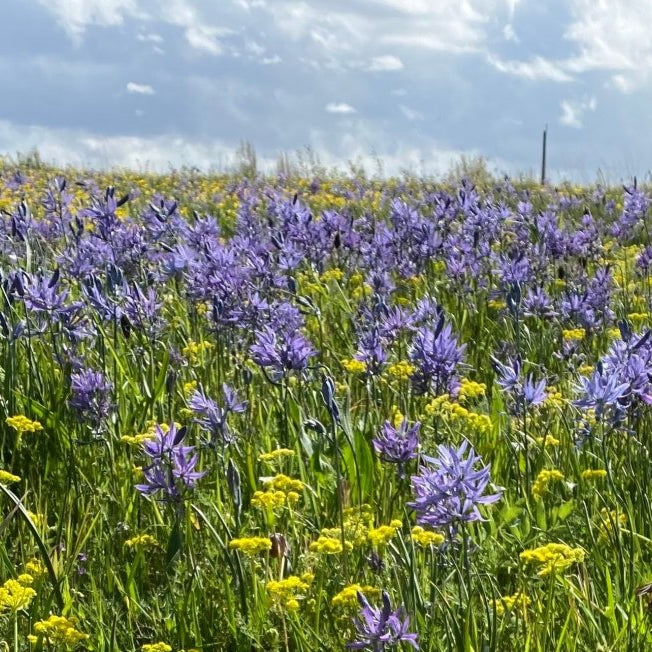 The Camas Lands - Northwest Meadowscapes