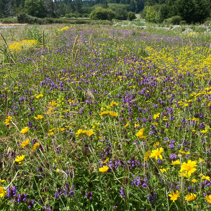 Transplanting Meadows - Northwest Meadowscapes