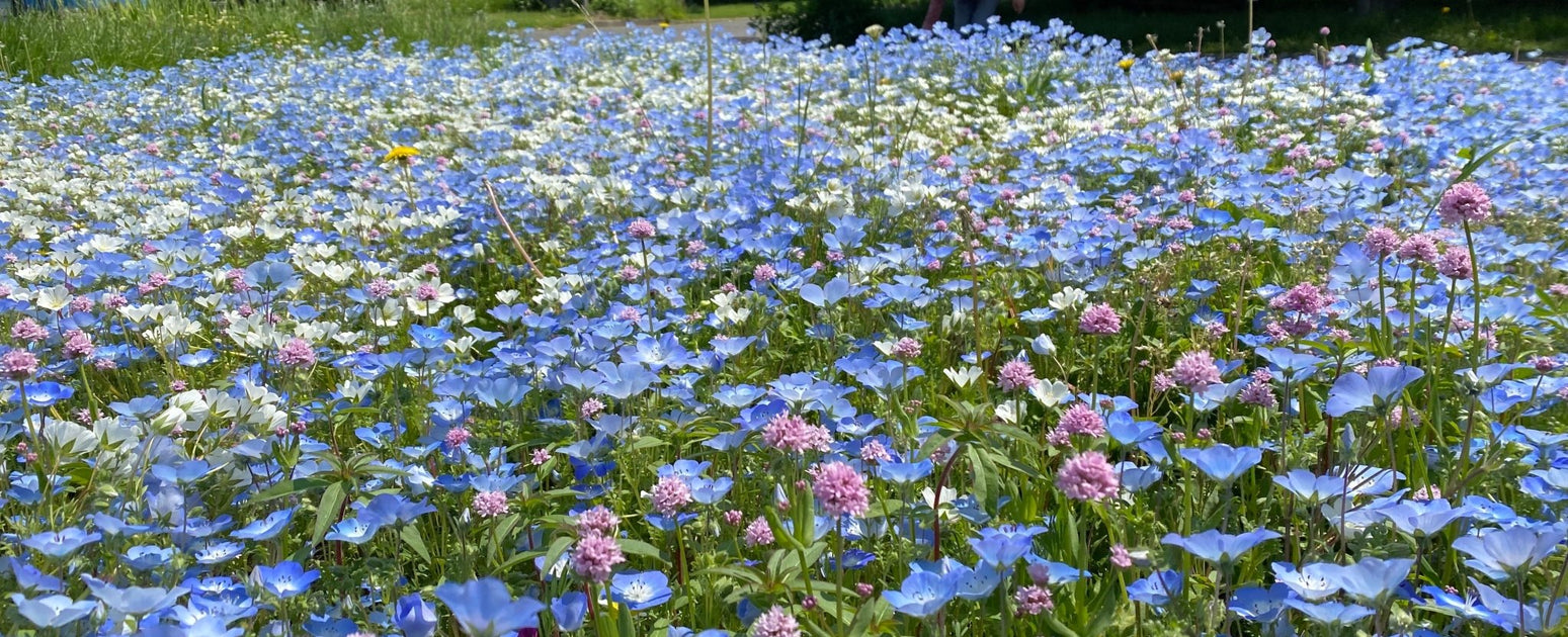 Flowers, grasses & other plants for our forest & field 💖
