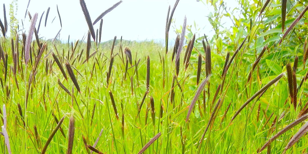 Native Grass Species