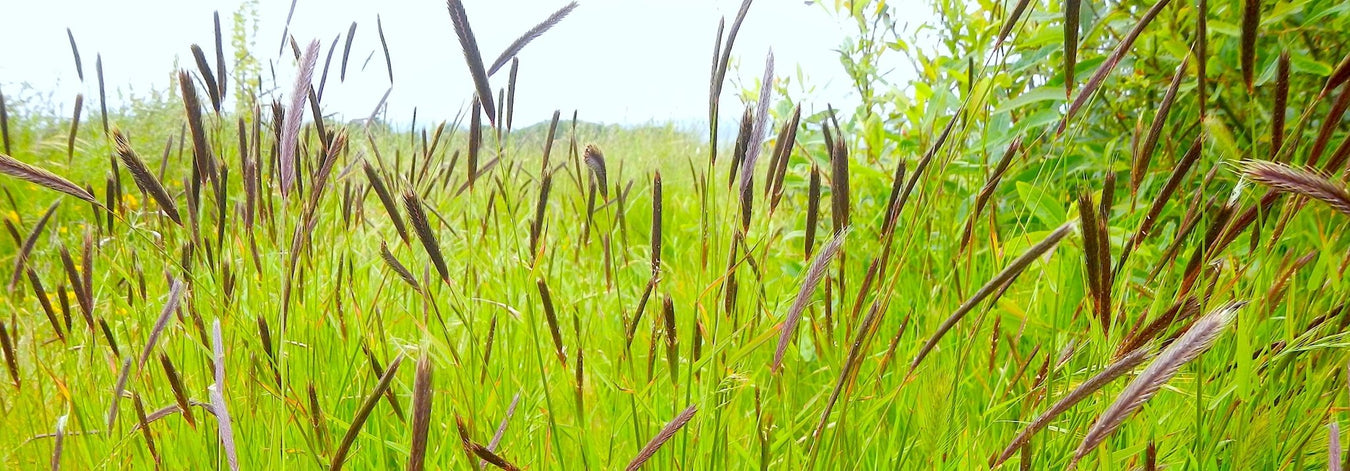 NATIVE GRASSES - Wiki - NQ Dry Tropics