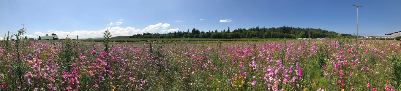 Pollinator Mixes - Northwest Meadowscapes