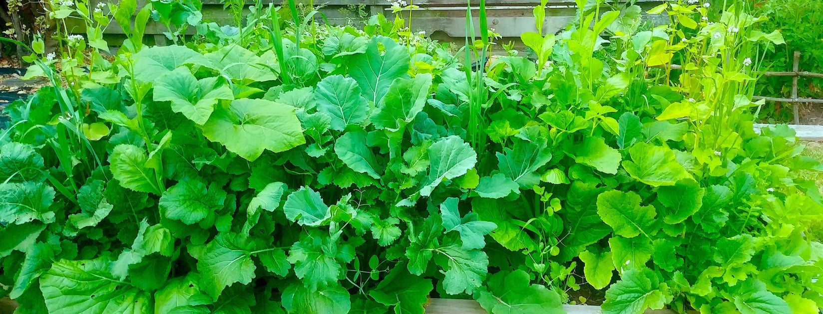 Vegetable and Garden Seed  Northwest Meadowscapes