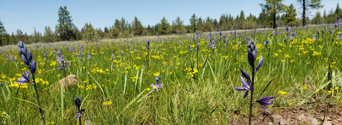 Wild Food Plants - Northwest Meadowscapes