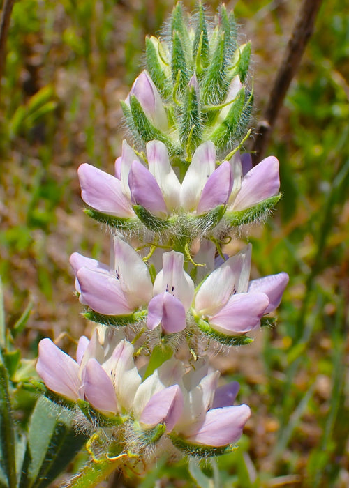 Chick Lupine (Lupinus microcarpus)