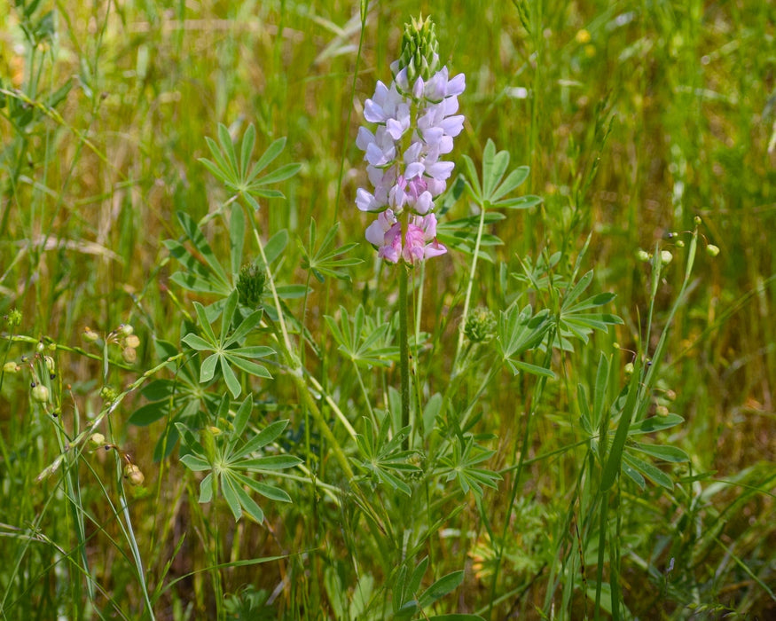 Chick Lupine (Lupinus microcarpus)