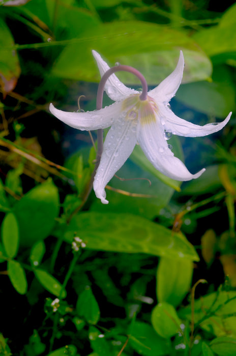 white lily flower seeds Giant White Fawn Lily Seeds (Erythronium oregonum)