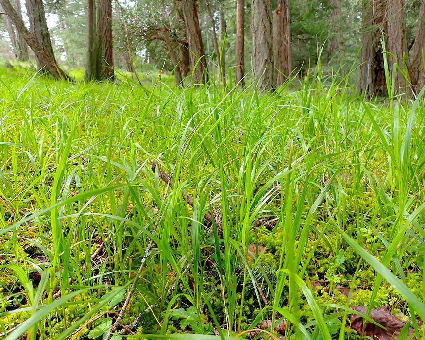 Alaska Oniongrass (Melica subulata)