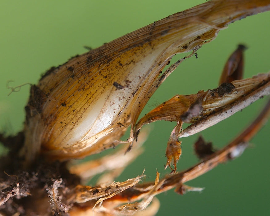 Alaska Oniongrass (Melica subulata)