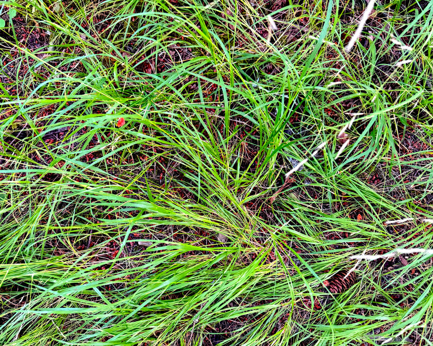 Alaska Oniongrass (Melica subulata)