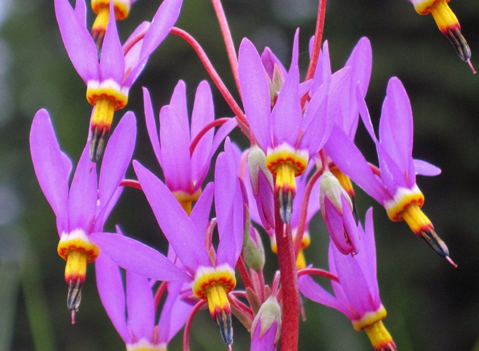 Prairie Shooting Star Seeds (Dodecatheon pulchellum)