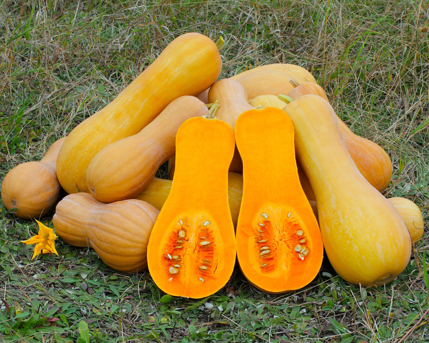 Waltham Butternut Squash Seeds