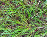 Alaska Oniongrass (Melica subulata) - Northwest Meadowscapes