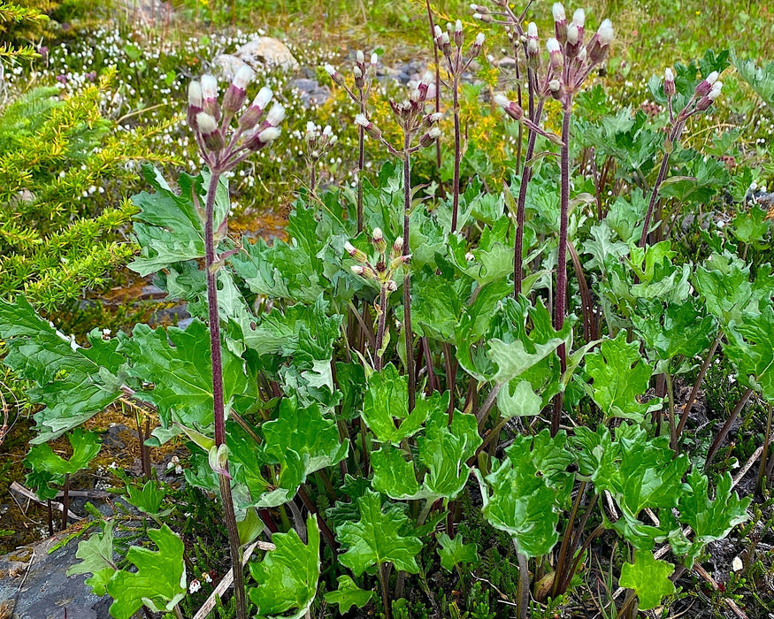 Alpine Butterbur Seeds (Petasites frigidus var. frigidus) - Northwest Meadowscapes