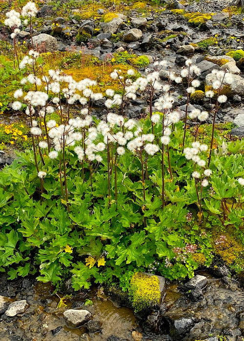 Alpine Butterbur Seeds (Petasites frigidus var. frigidus) - Northwest Meadowscapes