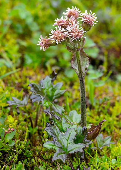 alpine plant seeds Alpine Butterbur Seeds (Petasites frigidus var. frigidus)