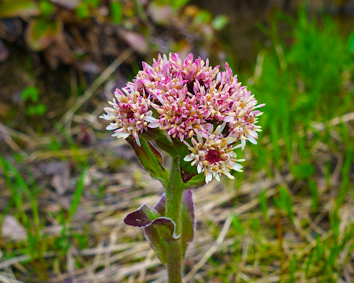 Alpine Butterbur Seeds (Petasites frigidus var. frigidus)