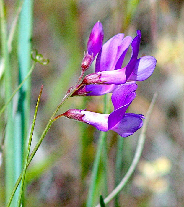 vicia altissima American Vetch Seeds (Vicia americana) — Northwest Meadowscapes