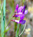 American Vetch Seeds (Vicia americana) - Northwest Meadowscapes