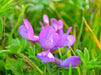 American Vetch Seeds (Vicia americana) - Northwest Meadowscapes